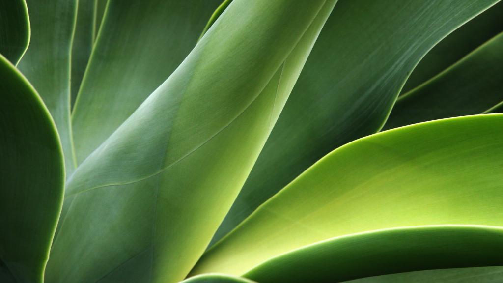 Close up of green cactus plant