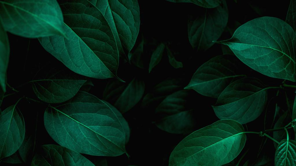 Close up nature view of green leaves