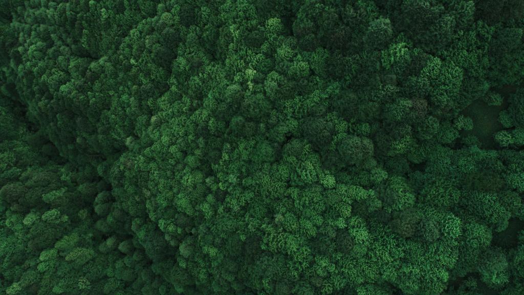 Aerial view of green forest