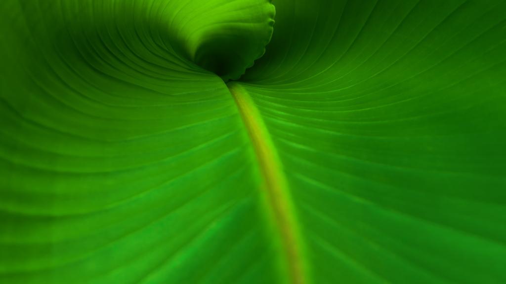 Macrophotography of a green banana leaf