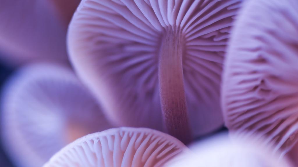 Macro wild purple pastel mushroom