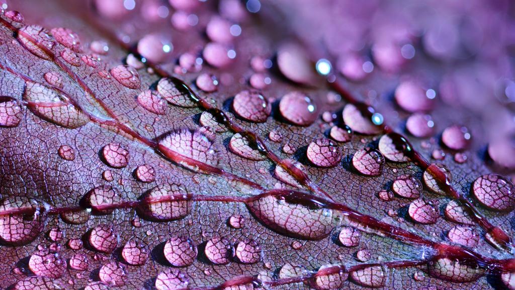 Water drops on purple foliage