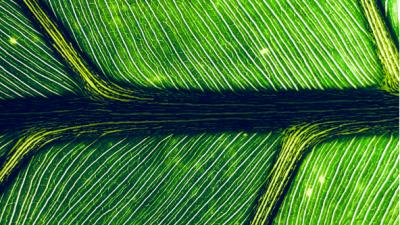 Close up of a leaf