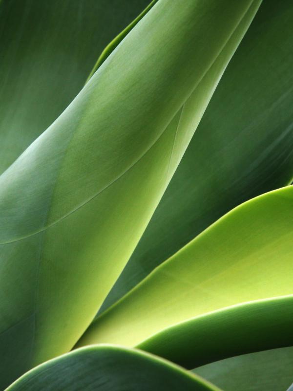 Close up of green cactus plant
