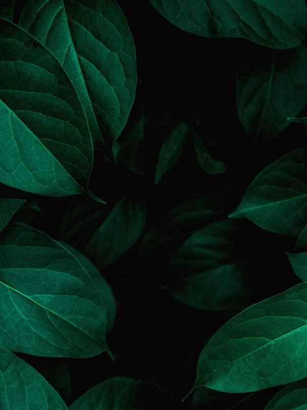 Close up nature view of green leaves