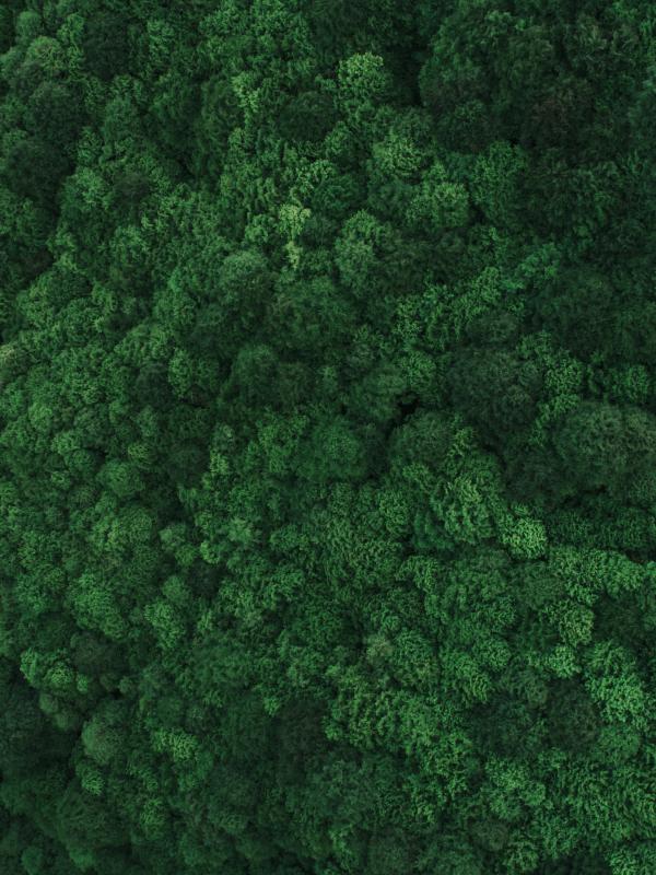 Aerial view of green forest