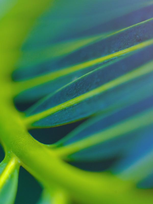 Green foliage with focus on leaf edges and curves