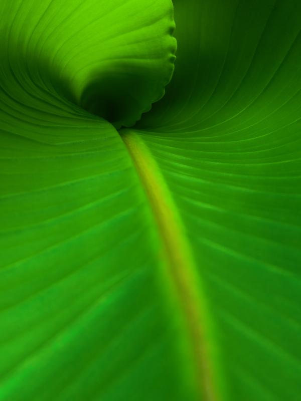 Banana leaf macrophotography Macrophotography of a green banana leaf