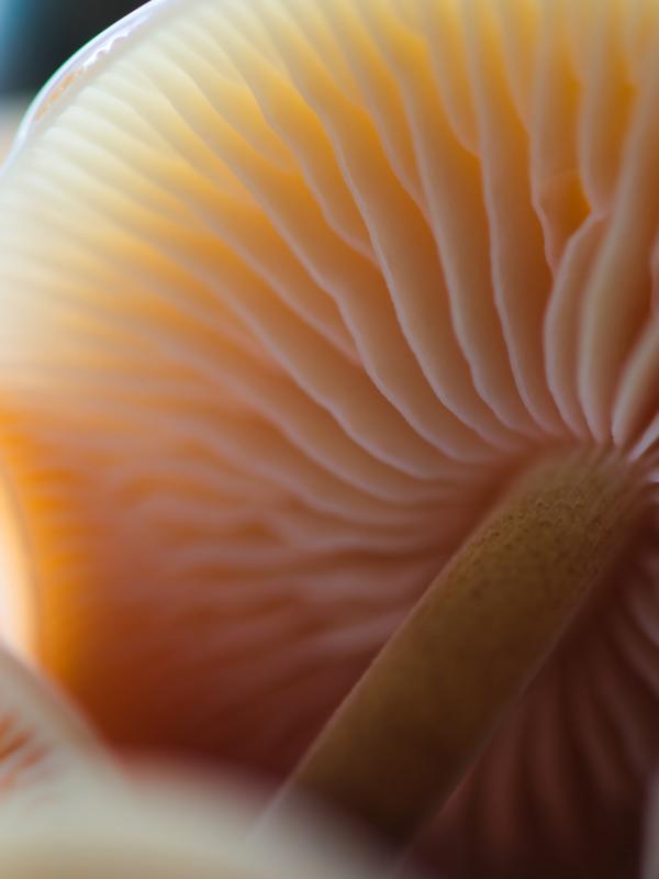 Macro wild pastel mushroom