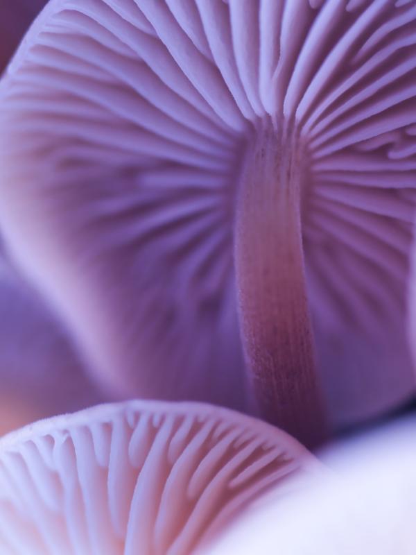 Macro wild purple pastel mushroom
