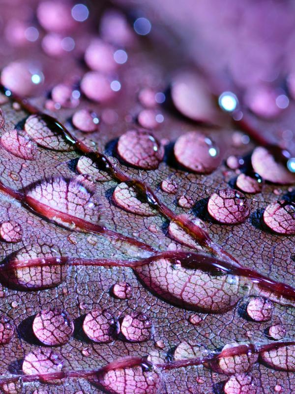 Water drops on purple foliage
