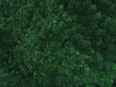 Aerial view of green forest