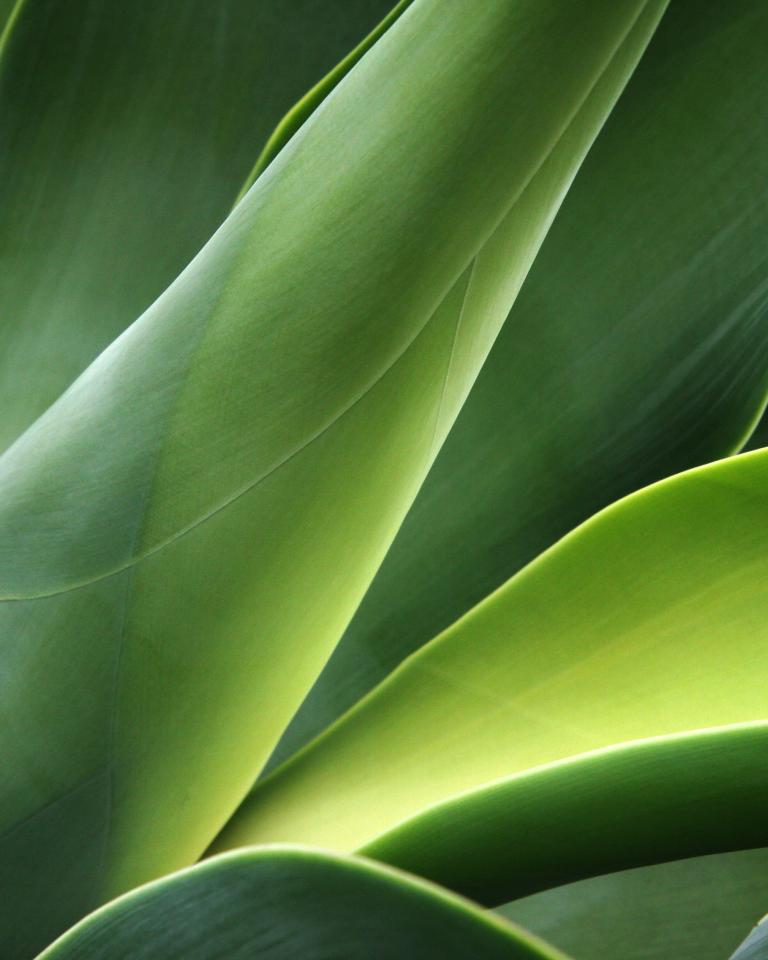 Close up of green cactus plant