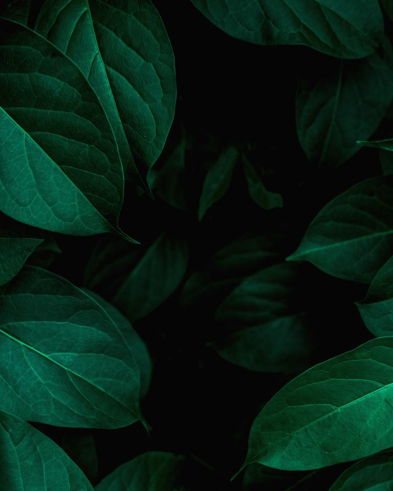 Close up nature view of green leaves