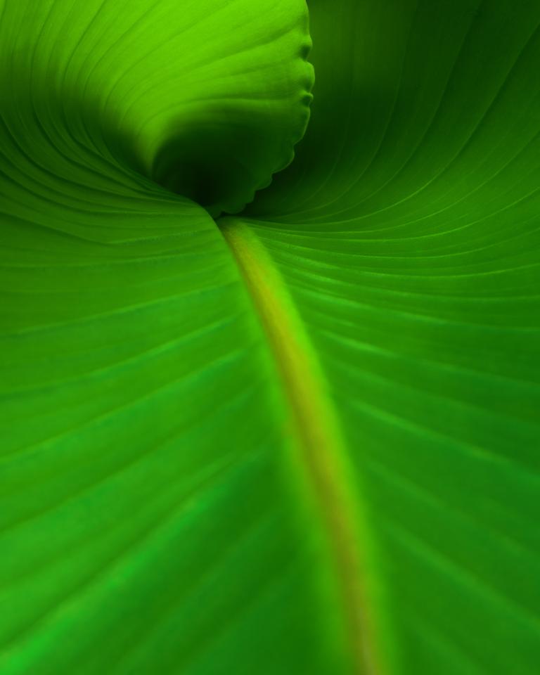 Macrophotography of a green banana leaf